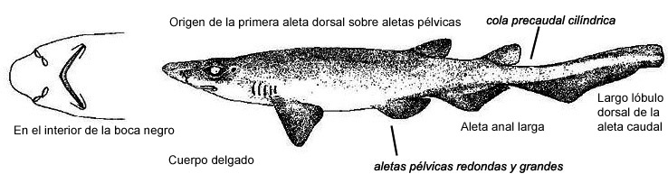 Galeus murinus_05.jpg